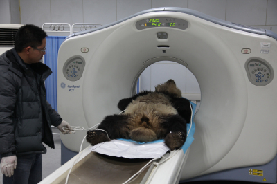 给熊猫做CT_编辑.jpg